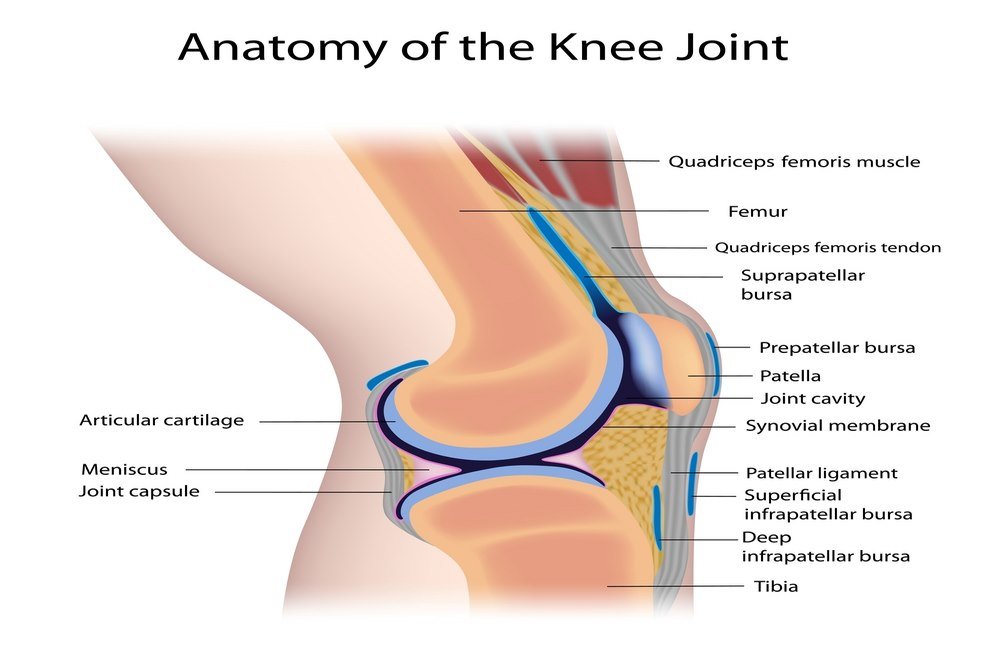 Brief Anatomy Of The Knee