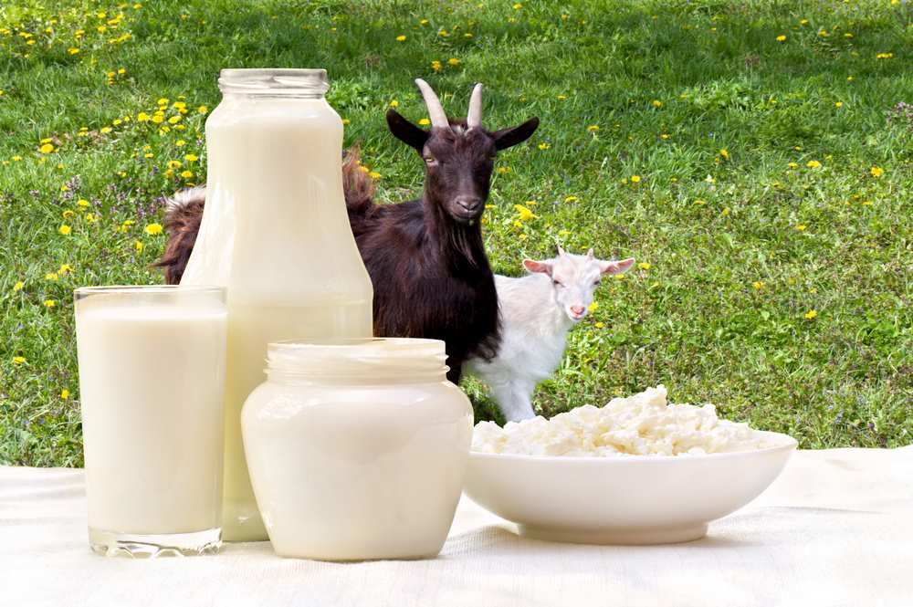 Goats milk 