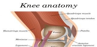 Structure Of The Knee