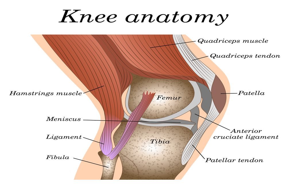 Structure Of The Knee