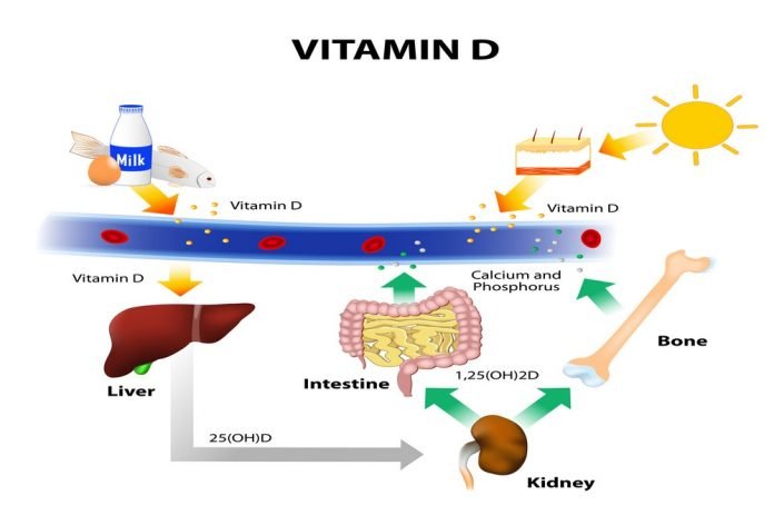 Differences in the activation of Vitamin D types