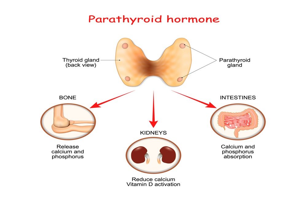 Functioning with parathyroid glands