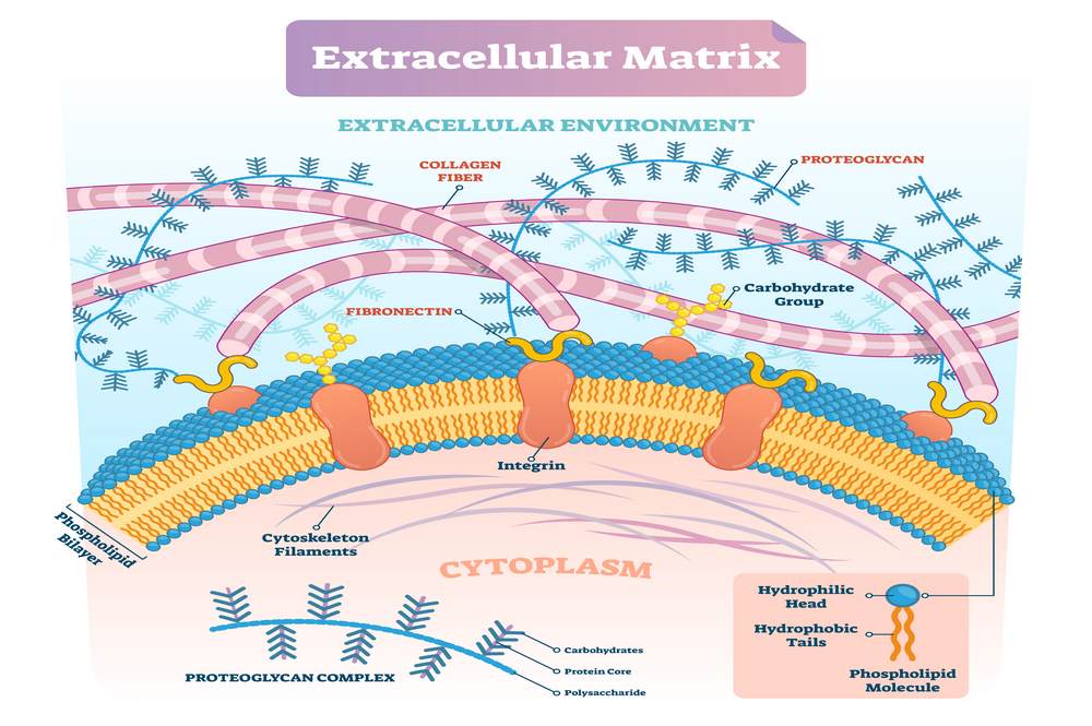 Extracellular matrix (ECM)