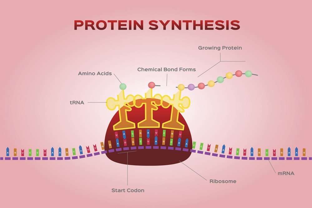 Protein synthesis 