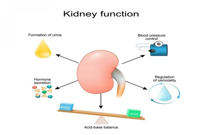 kidney Functions