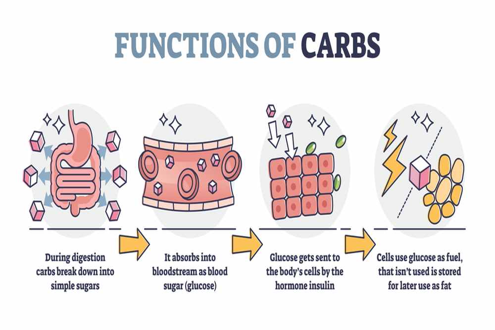 Carbohydrates Functions