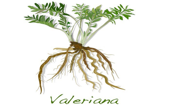Have Valerian root