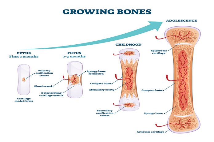 Bone formation