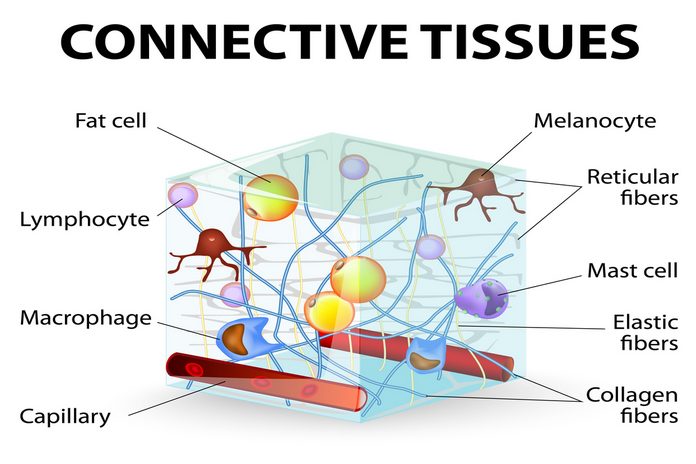 Form Connective Tissues