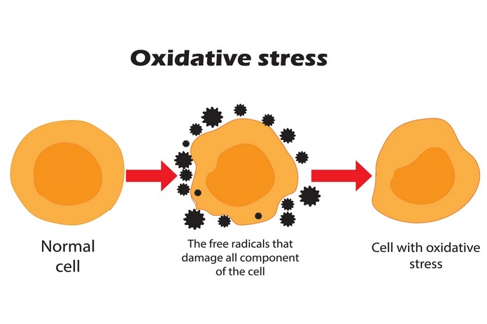 Prevent Oxidative Stress