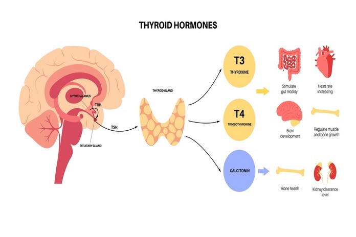 Regulates Thyroid Function