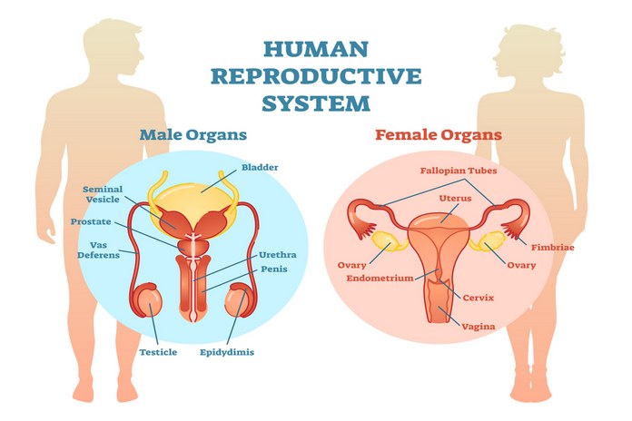 Supports Reproductive System