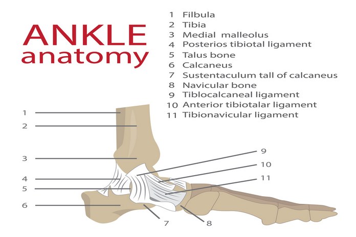 A Fundamental Notion about Ankle Anatomy