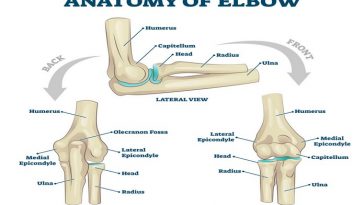 How Does The Elbow Work?