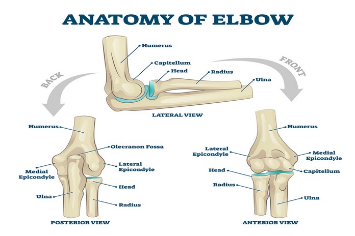 How Does The Elbow Work?