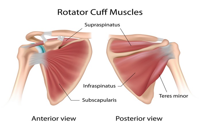Rotator Cuff Pathologies