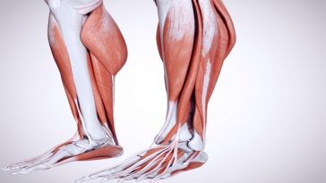 Some Basic Lower Leg Anatomy