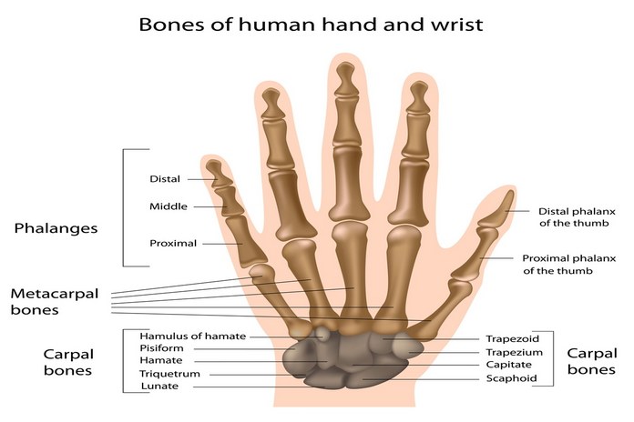 What Structures and Tissues are There In Your Wrists?