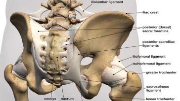 What You Need To Know about Hip Anatomy