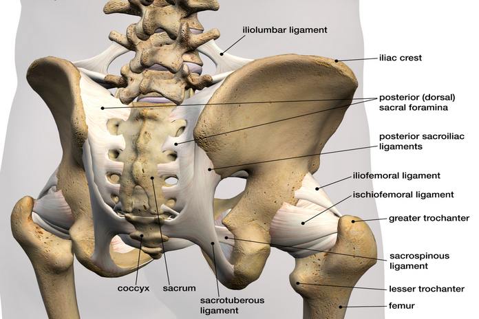What You Need To Know about Hip Anatomy
