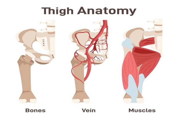 What You Need To Know about Thigh Anatomy