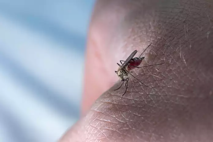 Catnip Anti-Malarial