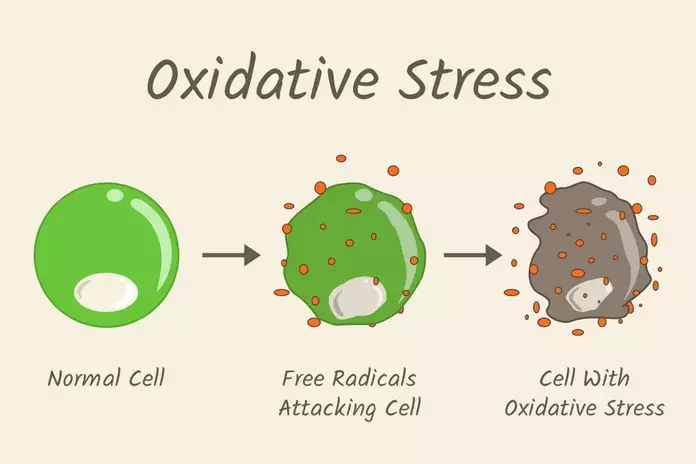 Protects Cells From Oxidative Stress